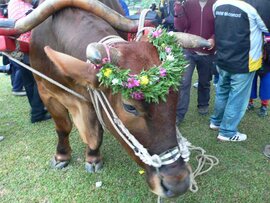 プユマ式結婚式 ：婚礼会場。牛車と台東市長と普悠瑪族。