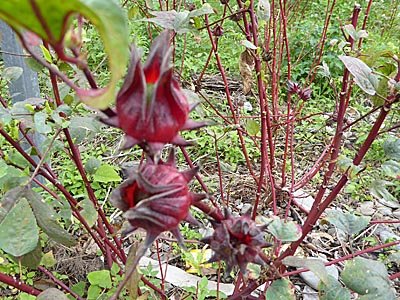 ビタミンCたっぷりで元気いっぱいに。ハイビスカスの仲間の洛神花のお